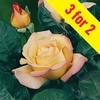 Hybrid Tea Rose Peace 3 Bare Root Plants