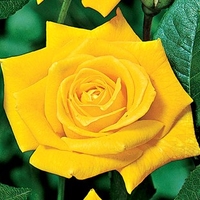 Hybrid Tea Rose Sunsilk 3 Plants Bare Root