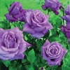 Hybrid Tea Rose Waltztime 3 Plants 3 Litre