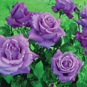 Hybrid Tea Rose Waltztime 3 Plants 3 Litre