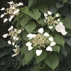 Hydrangea anomala petiolaris (Climbing Hydrangea) 3 Plants 9cm Pot