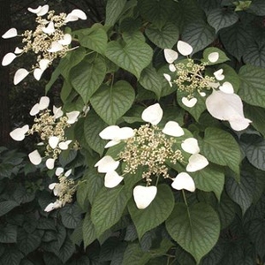 Hydrangea anomala petiolaris (Climbing Hydrangea) 3 Plants 9cm Pot