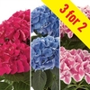 Hydrangea Collection 3 Plants 9cm Pot