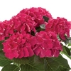 Hydrangea Saxon Bastei 1 Plant 3 Litre