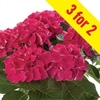 Hydrangea Saxon Bastei 3 Plants 9cm Pot