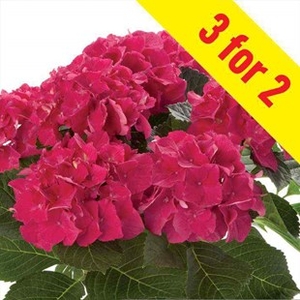 Hydrangea Saxon Bastei 3 Plants 9cm Pot