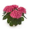 Hydrangea Saxon Medium Gr&252;nes Gew&246;lbe 1 Plant 9cm Pot