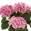Hydrangea Saxon Pillnitz 3 Plants 9cm Pot