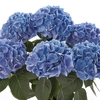 Hydrangea Saxon Rathen 3 Plants 3 Litre