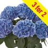 Hydrangea Saxon Rathen 3 Plants 9cm Pot