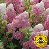Hydrangea Vanilla Fraise 1 Plant 9cm Pot