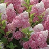 Hydrangea Vanilla Fraise 3 Plants 3 Litre