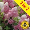Hydrangea Vanilla Fraise 3 Plants 9cm Pot