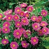 Japanese Anemone Panima 1 Plant 2 litre
