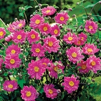 Japanese Anemone Panima 1 Plant 2 litre