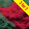 Japanese Maple (Acer Palmatum) 3 Trees Bare Root