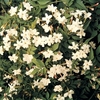 Jasmine (Jasminium Officianale) 1 Plant 9cm Pot