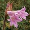 Jersey Lilies (Amaryllis Belladonna) 3 Bulbs