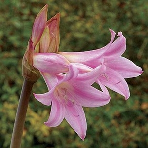 Jersey Lilies (Amaryllis Belladonna) 3 Bulbs