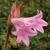 Jersey Lilies (Amaryllis Belladonna) 6 Bulbs