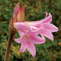 Jersey Lilies (Amaryllis Belladonna) 6 Bulbs