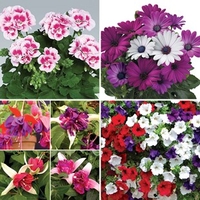 Large Premium Plants & Free Compost Kit