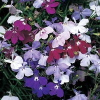 Lobelia Trail Away (Trailing) 24 Large Plants