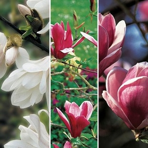 Magnolia Collection 3 Plants 9cm Pot