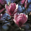 Magnolia Soulangeana 1 Tree 9cm Pot
