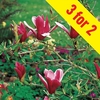 Magnolia Susan 3 Plants 3 Litre
