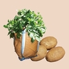 Maris Peer Seed Potatoes (1kg) Plus 3 Patio Planters