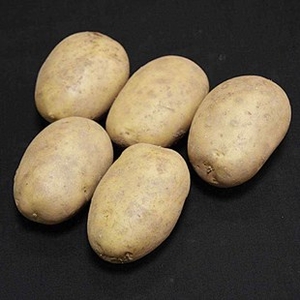 Maris Piper Seed Potatoes (1kg) Plus 3 Patio Planters