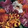 Mimulus Masterpiece 100 Plants + 60 FREE