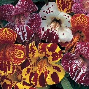 Mimulus Masterpiece 100 Plants + 60 FREE
