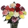 Mixed Carnations 15 Stems