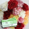 Mixed Christmas Carnations 20 Stems + &163;10 Plant Gift Voucher
