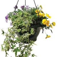 Mixed Floral 1 Pre-planted Hanging Basket