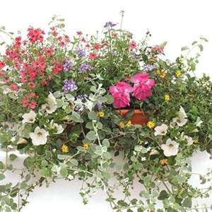 Mixed Floral 2 Pre-Planted Containers