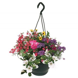 Mixed Floral 2 Pre-Planted Hanging Baskets