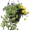 Mixed Floral Preplanted 2 Hanging Baskets