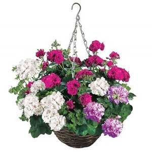 Mixed Geranium Cerise Tint 2 Pre- Planted Rattan Hanging Baskets
