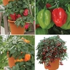 Mixed Patio Veg 8 Pre Planted Containers