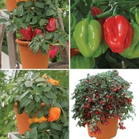 Mixed Patio Veg 8 Pre Planted Containers