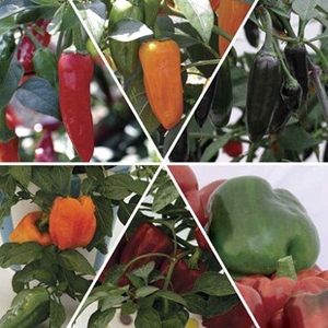 Mixed Peppers Pack 12 Large Plants