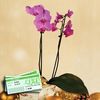 Moth Orchid Plant + &163;10 Plant Gift Voucher