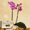 Moth Orchid Plant + Jersey Fudge
