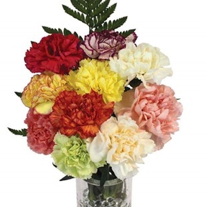 Mothers Day Mixed Carnations 10 Stems