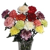 Mothers Day Mixed Carnations 15 Stems