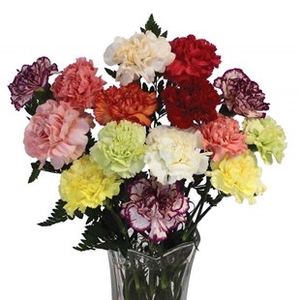 Mothers Day Mixed Carnations 15 Stems