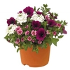 Mountains Majesty Mix 1 Pre-Planted Container